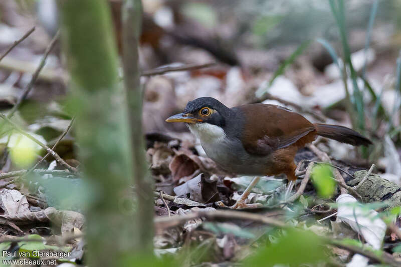 Garrulaxe de Delessertadulte, identification