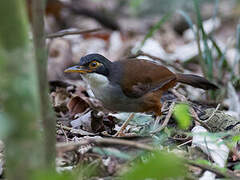 Wynaad Laughingthrush