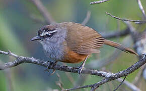 Palani Laughingthrush