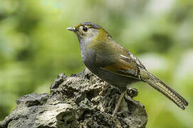 Emei Shan Liocichla