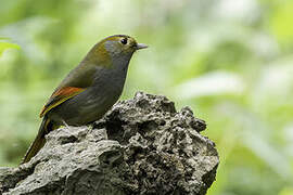 Emei Shan Liocichla