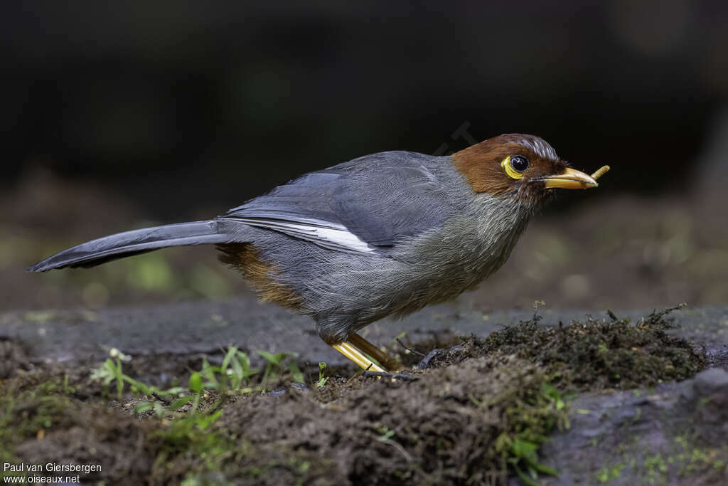 Chestnut-hooded Laughingthrushadult