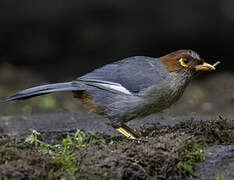 Chestnut-hooded Laughingthrush