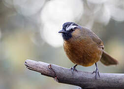 Nilgiri Laughingthrush