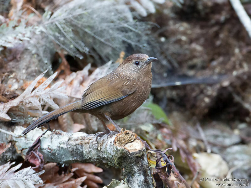 Bhutan Laughingthrush