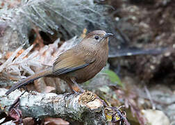 Bhutan Laughingthrush