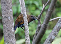 Blue-winged Laughingthrush