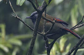 Red-winged Laughingthrush