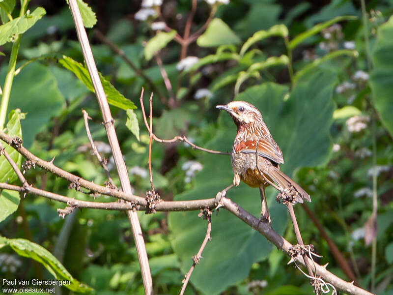 Garrulaxe flammé, identification