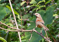 Striped Laughingthrush