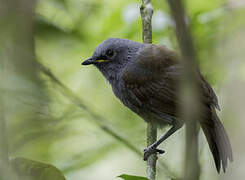 Sunda Laughingthrush