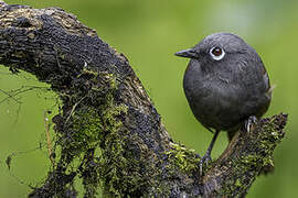 Sunda Laughingthrush