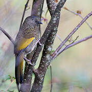 Scaly Laughingthrush