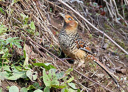 Spotted Laughingthrush