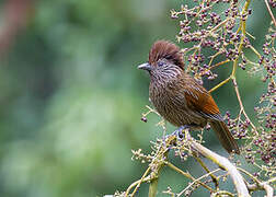 Striated Laughingthrush