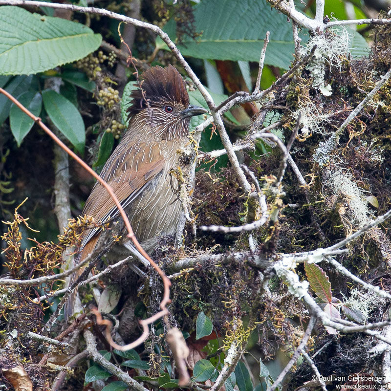 Striated Laughingthrush