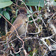 Striated Laughingthrush