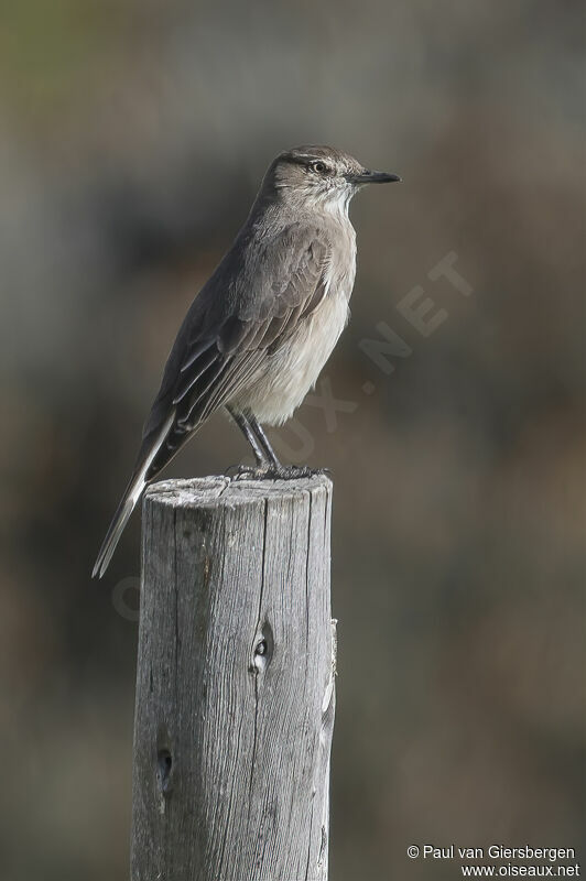 Black-billed Shrike-Tyrantadult