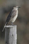 Black-billed Shrike-Tyrant