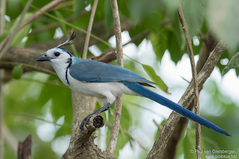 White-throated Magpie-Jayadult