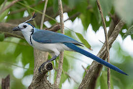 White-throated Magpie-Jay