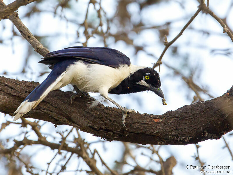 White-tailed Jay