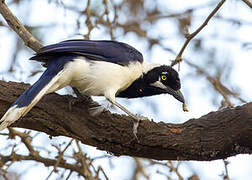 White-tailed Jay