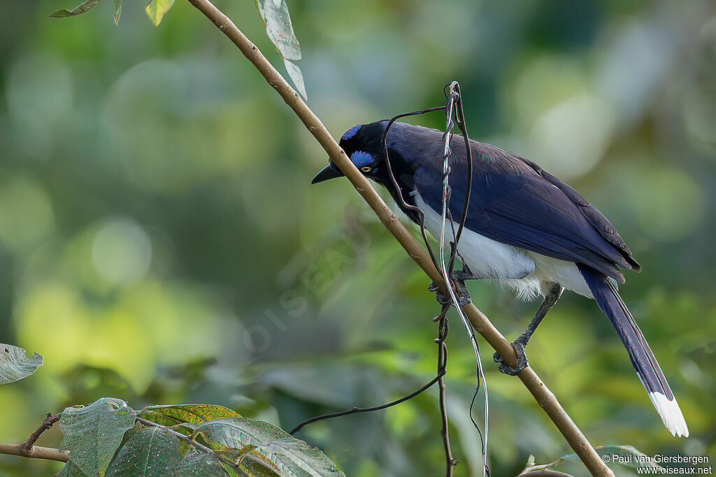 Black-chested Jayadult