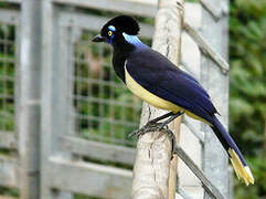 Plush-crested Jay