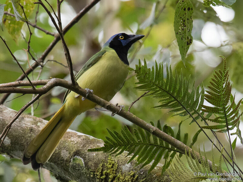 Green Jayadult