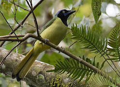 Green Jay