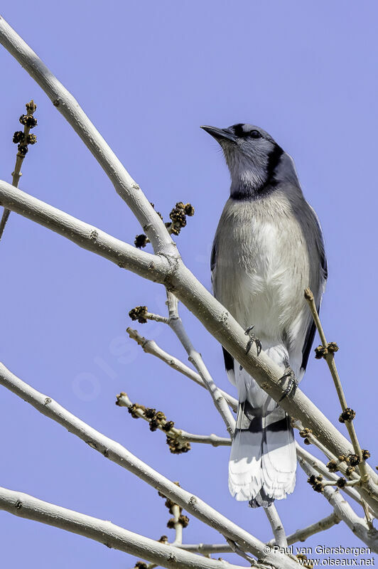 Blue Jayadult