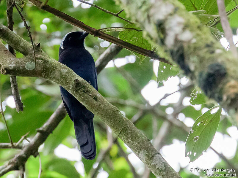 Azure-hooded Jay