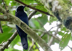 Azure-hooded Jay