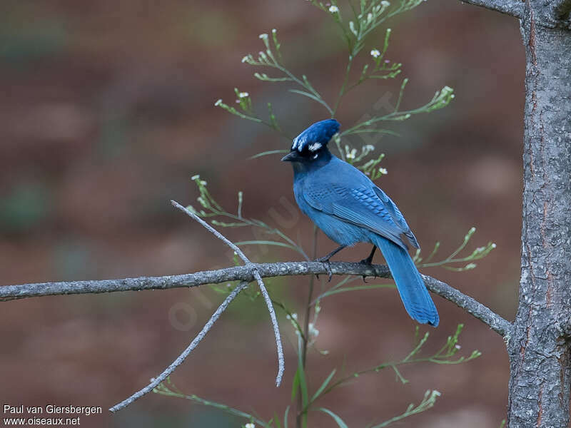 Steller's Jayadult breeding, identification