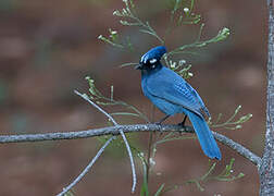 Steller's Jay