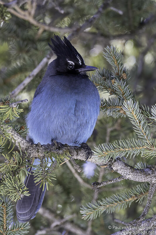 Steller's Jayadult