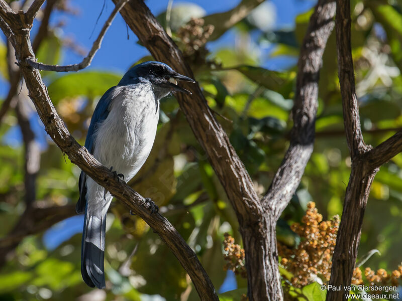 Woodhouse's Scrub Jayadult