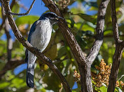 Woodhouse's Scrub Jay