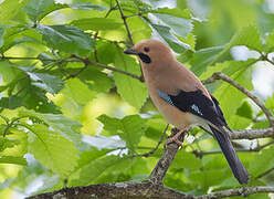 Eurasian Jay