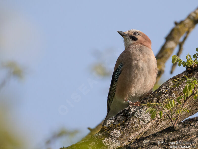 Eurasian Jayadult