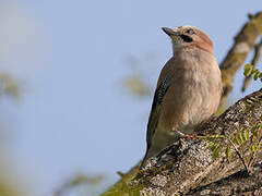 Eurasian Jay