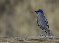 Pinyon Jay