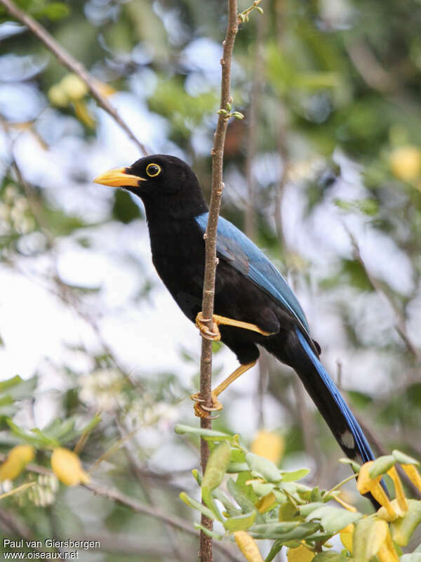 Yucatan Jayadult