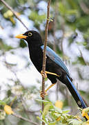 Yucatan Jay