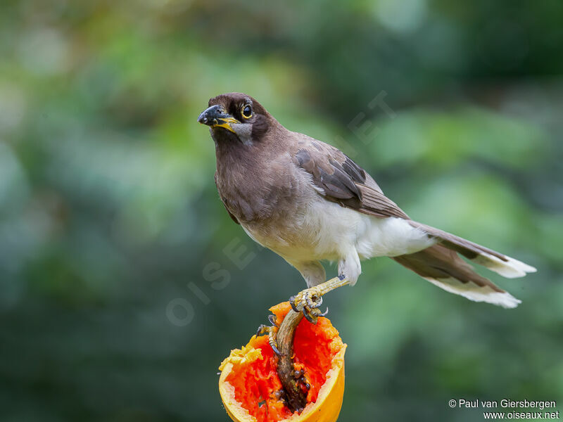 Brown Jayadult