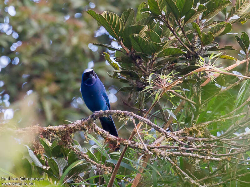 White-collared Jayadult