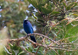 White-collared Jay