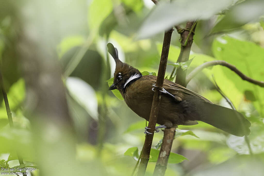 Crested Jayshrikeadult