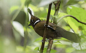 Crested Jayshrike